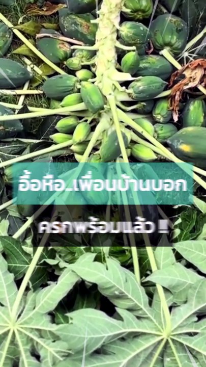 ลูกดกจนหัก...เพื่อนบอกทางนี้ครกพร้อมแล้ว !