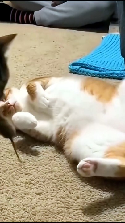 Tabby Gifting a Scared Orange Cat a Real Mouse!