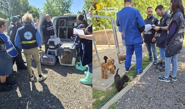 Allevamento lager: salvati cento cani destinati alla vendita, alcuni con amputazioni (27.04.26)