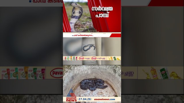 എവിടെ തിരിഞ്ഞാലും പാമ്പ്; ഇന്ന് മാത്രം കേരളത്തിൽ പന്ത്രണ്ട് പേർക്ക് വിഷപാമ്പിന്റെ കടിയേറ്റു