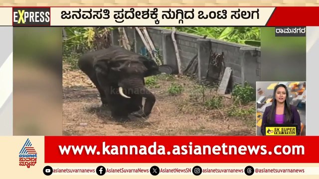 ಆನೆ ದಾಳಿಗೆ ಹಸು ಬಲಿ, ಜನರಲ್ಲಿ ಆತಂಕ! | Channapatna Elephant Attack | Karnataka News | Suvarna News