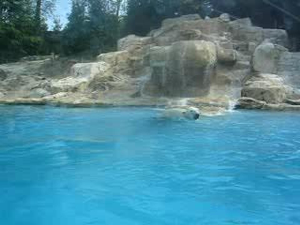 AMVI_1211