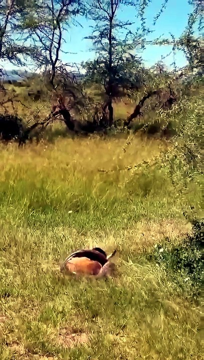 A struggling impala ultimately gets overtaken by  Southern African rock python 🔥 #impala #vs #python