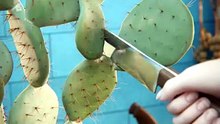 How Do You Make Tacos With Nopales Cactus