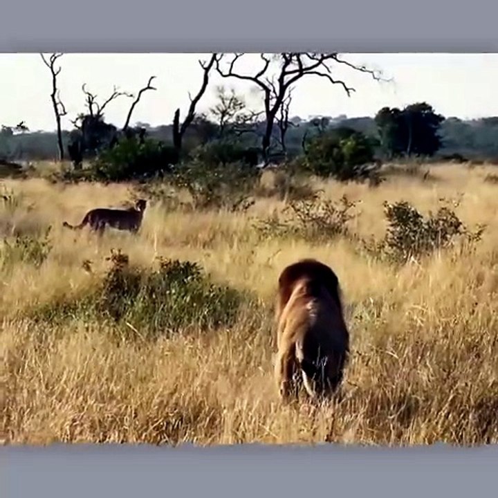Lion Vs Cheetah + Wild Dogs Vs Baboon!