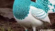 Beautiful Bird 🐔