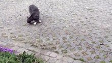 Cat gang gathering :) #cat #funnycats #catlover
