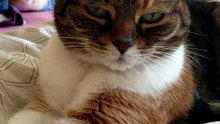 Cat in bed + evening = cuddle time :) #cat #catlovers #funnycats