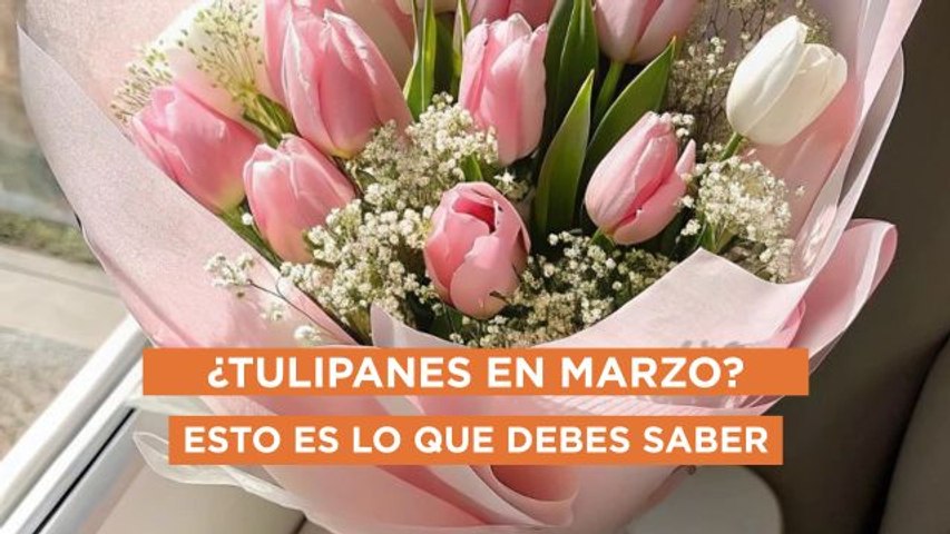 Tulipanes en marzo: el detalle más aesthetic de la temporada