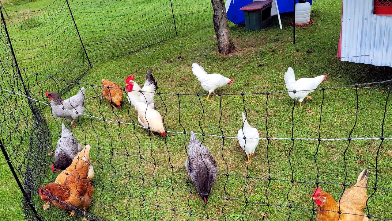 Dramatic rooster posturing lasts only until something tasty is found. | #SparklegleamFarm #Chicken #homestead #farmanimals #cute