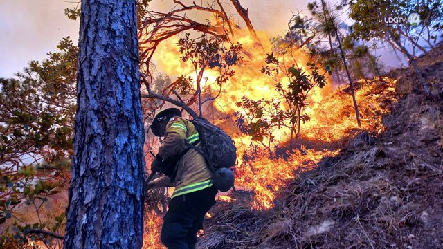 Combatientes forestales denuncian abandono y suspenden labores