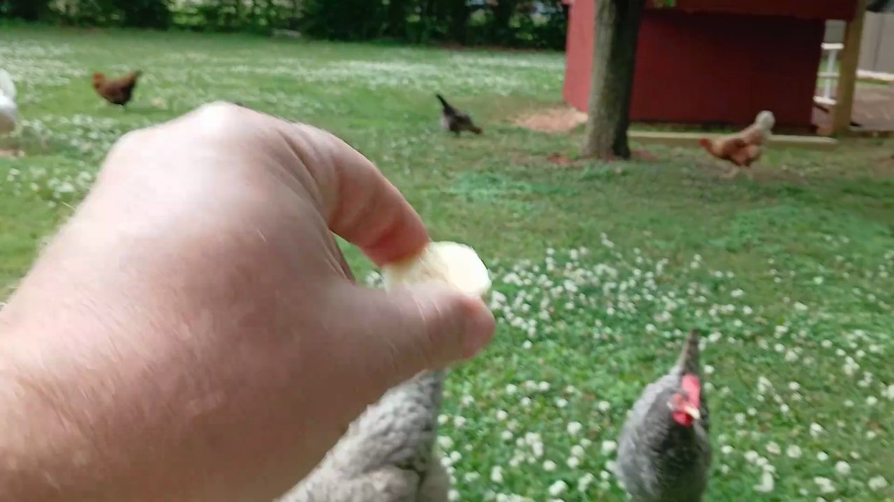 How far will chickens chase treats?