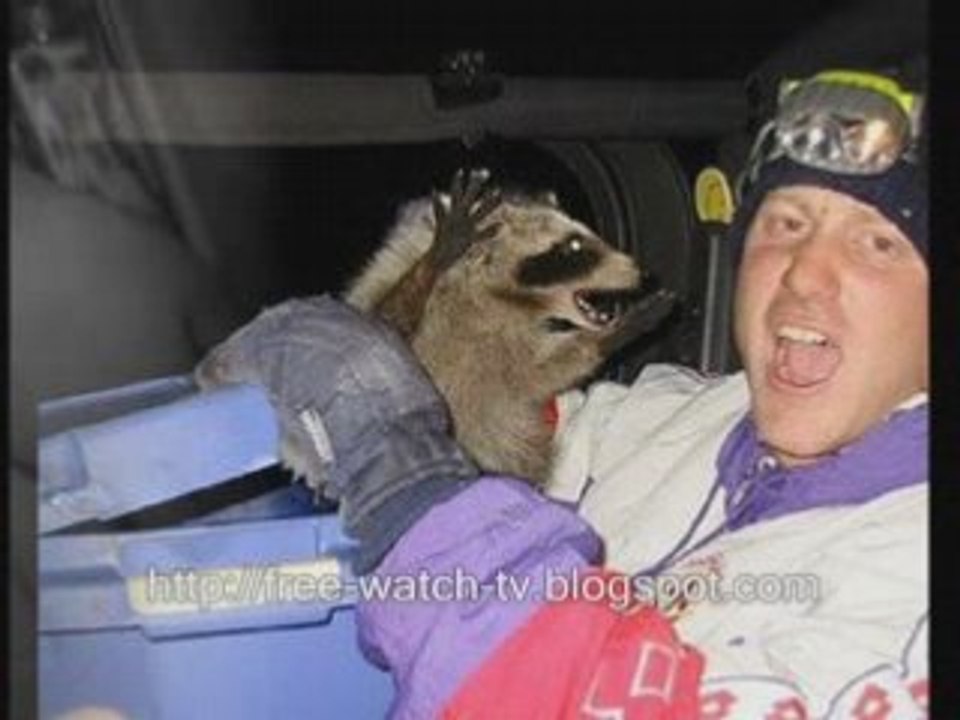 funny photos of animals, pets