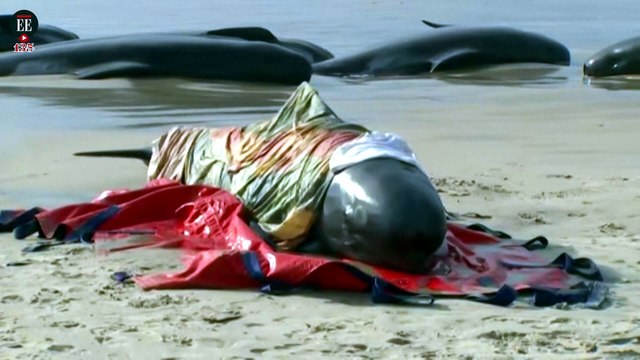 Autoridades encontraron 230 ballenas varadas en la costa occidental de Tasmania