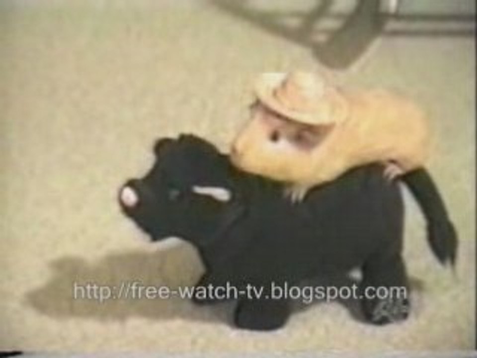 funny animal video clip - cats, dogs, etc