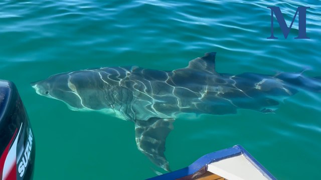 ‘What a unit!’: 6 metre shark circles small South Coast boat