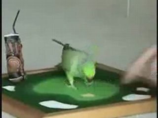 Papagan1 www.sanliurfa.com