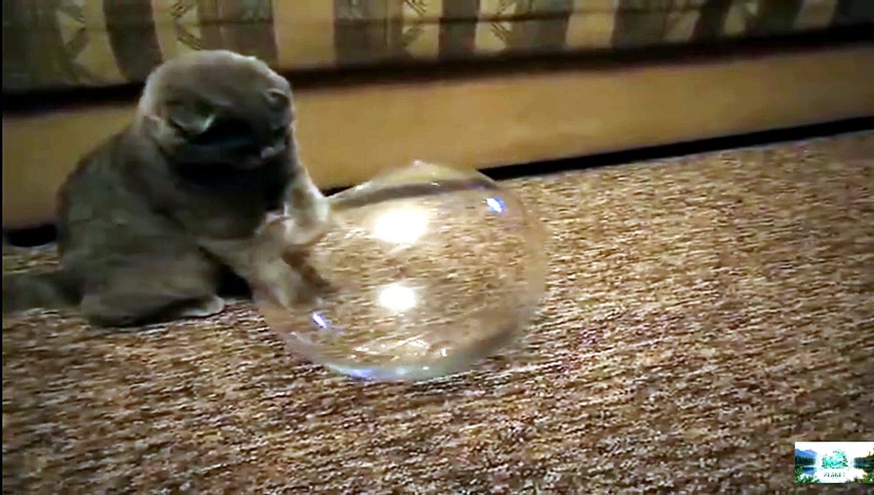 How flexible is a cat?