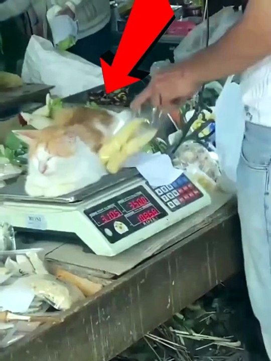 Cat Won't Let Anyone Weigh? Owner Found A Smart Trick 🐱😂20