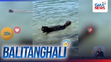 2 pusang enjoy sa pagligo sa dagat, patok sa netizens | Balitanghali