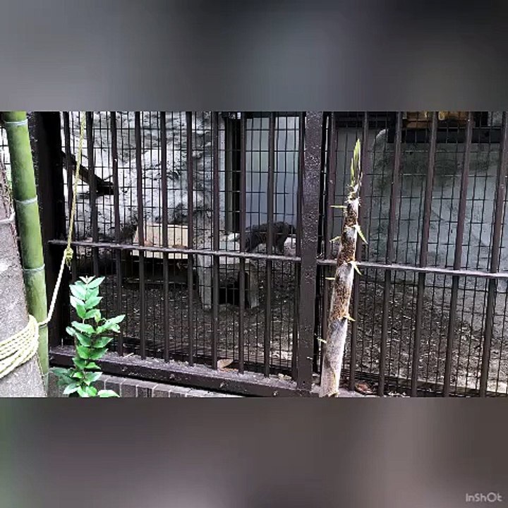 The Young Manul Figa Was Very Active.