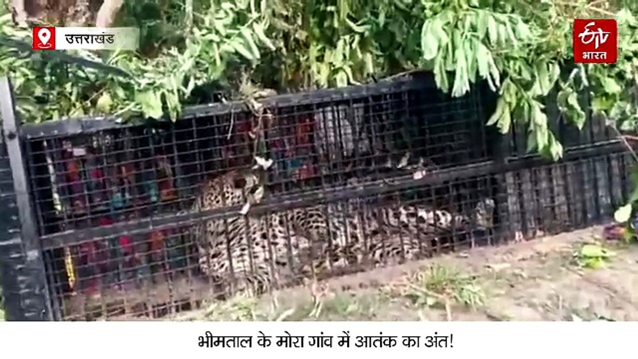 भीमताल के मोरा गांव में आतंक का अंत! पिंजरे में फंसा गुलदार, आदमखोर है या नहीं इसकी जांच होगी