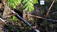 Αμερικανοί βουλευτές καλούν την ΕΕ να μην αποδυναμώσει τη νομοθεσία για την αποψίλωση των δασών ενόψει της αναθεώρησης