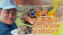 Porcupine fish o karatungan, nilalantakan sa Boracay?! | Biyahe ni Drew