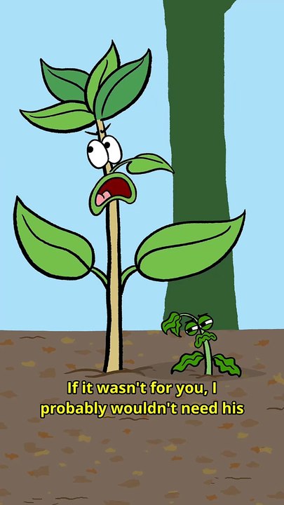 PHOTOSYNTHESIS