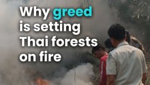 Thailand has been losing forests for decades, and now, it’s anything but accidental.