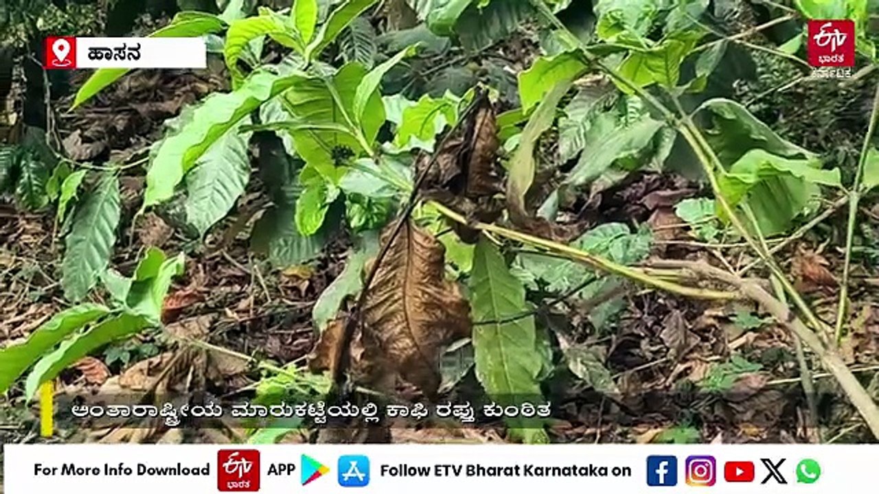 ಹಾಸನ: ಇರಾನ್ ಇಸ್ರೇಲ್ ಯುದ್ಧದ ಪರಿಣಾಮ ಸಂಕಷ್ಟದಲ್ಲಿ ಕಾಫಿ ಬೆಳೆಗಾರರು