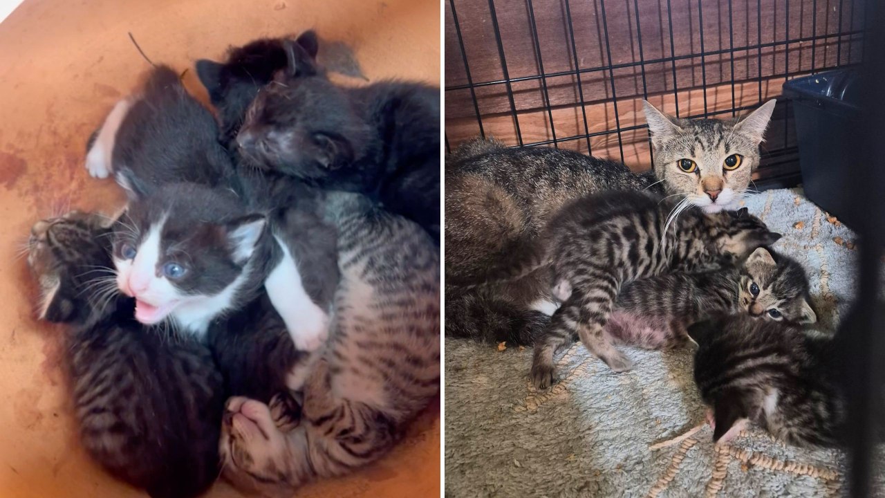 Animal Rescuer Saves Kittens Found In Flower Pot In Home Depot | Wild-ish TV