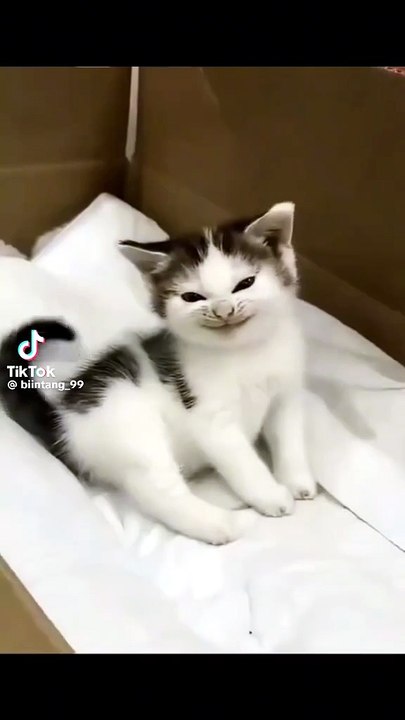 Süße grinsekatze