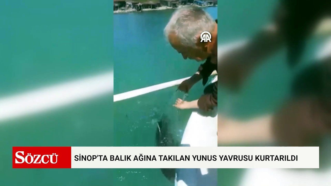 Sinop'ta balık ağına takılan yunus yavrusu kurtarıldı