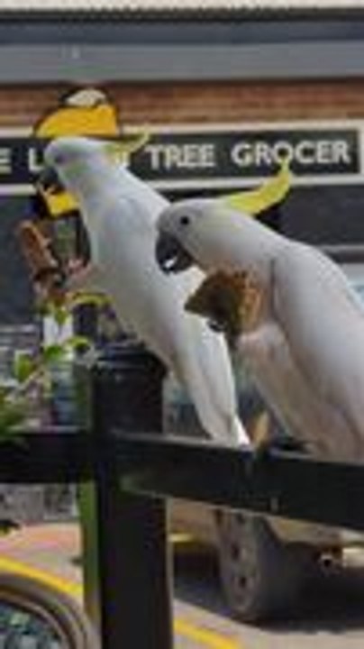 Two Cockatoos Happily Enjoy Slices of Bread at Cafe