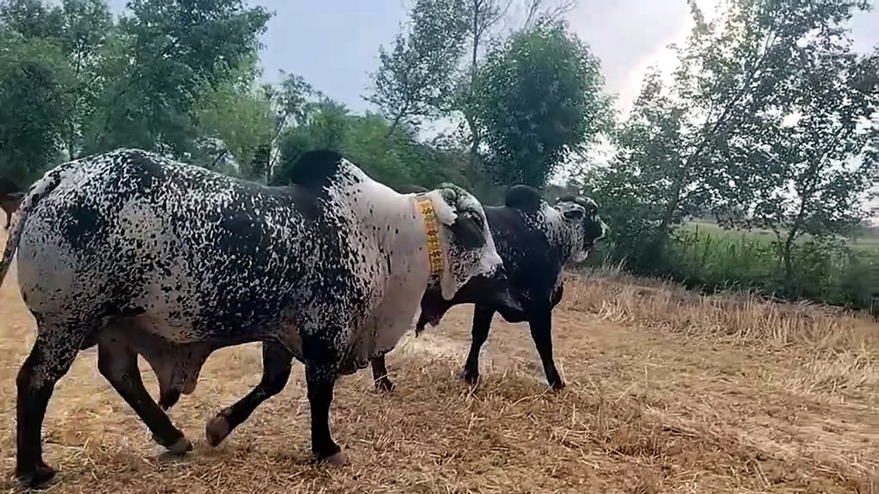 Farming Pakistan CholistanI cow very beautiful ❤️