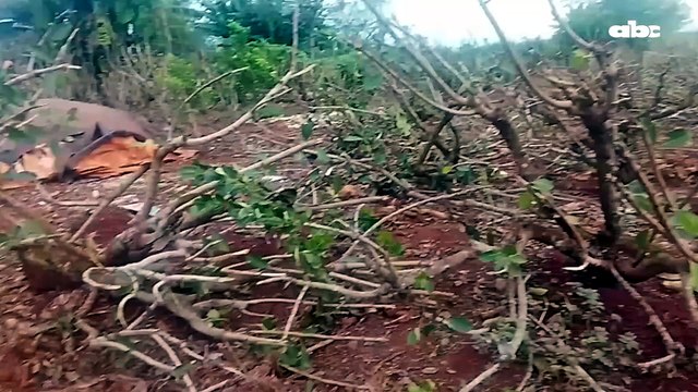 Todo junto Productores de Yerba Mate destruyen sus cultivos por falta de precio fijo en Mayor Otaño