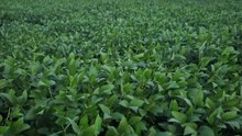 FAZENDA COM 1800 ALQUEIRÃO A VENDA CMC