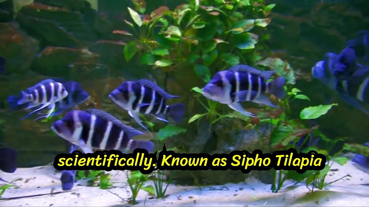 The Blue King of Lake Tanganyika - Zaire Blue Moba Frontosa Rare African Cichlid