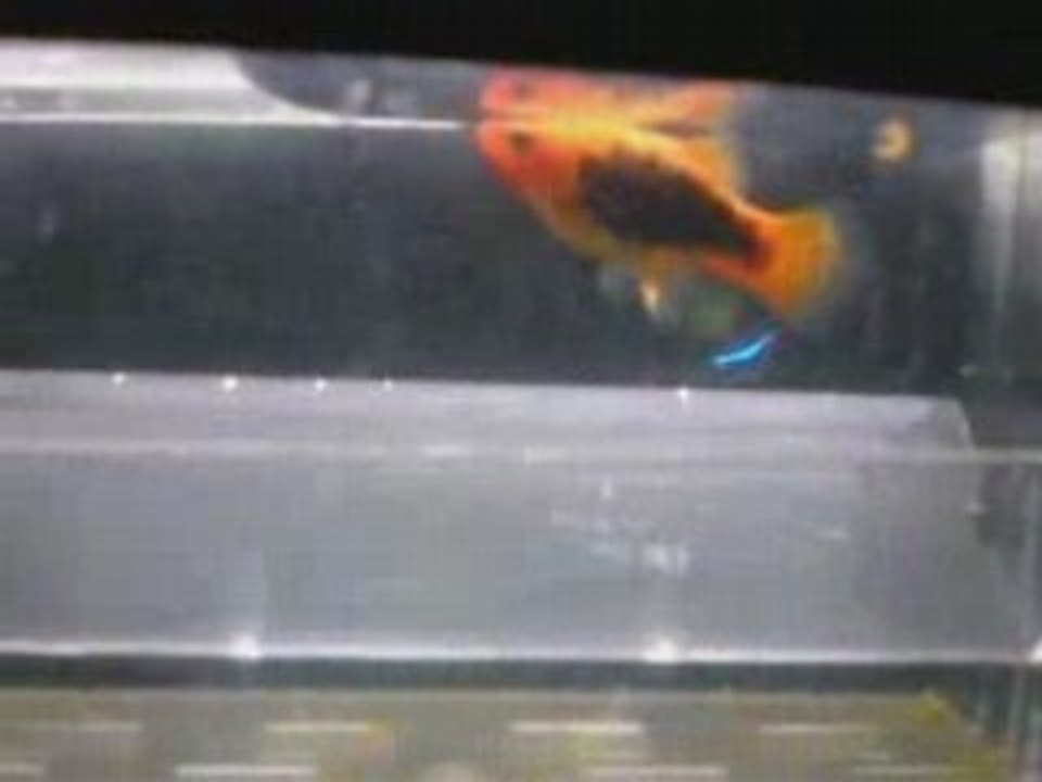 POISSON