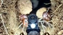ANT HOUSE TURE