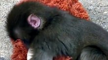 Punch Trying to Sleep