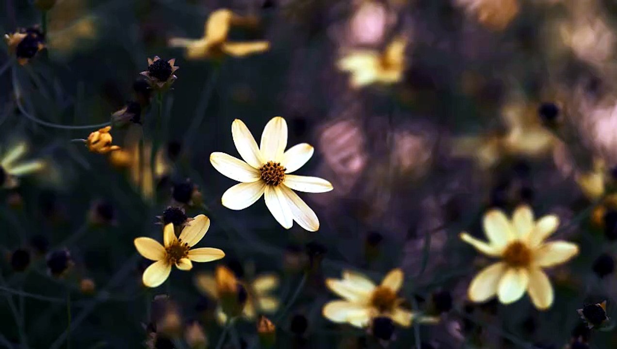 Yellow Flowers