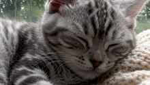 Rain on the window, kitten on the blanket. Life is good. 🌧️🐾