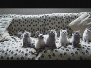 Des Chatons Supers Synchros