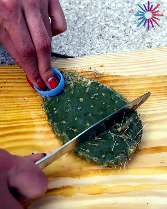Cactus shaving ASMR! 🌵