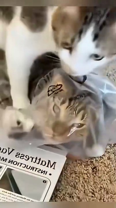 Cat shenanigans