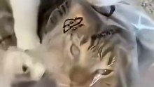 Cat shenanigans