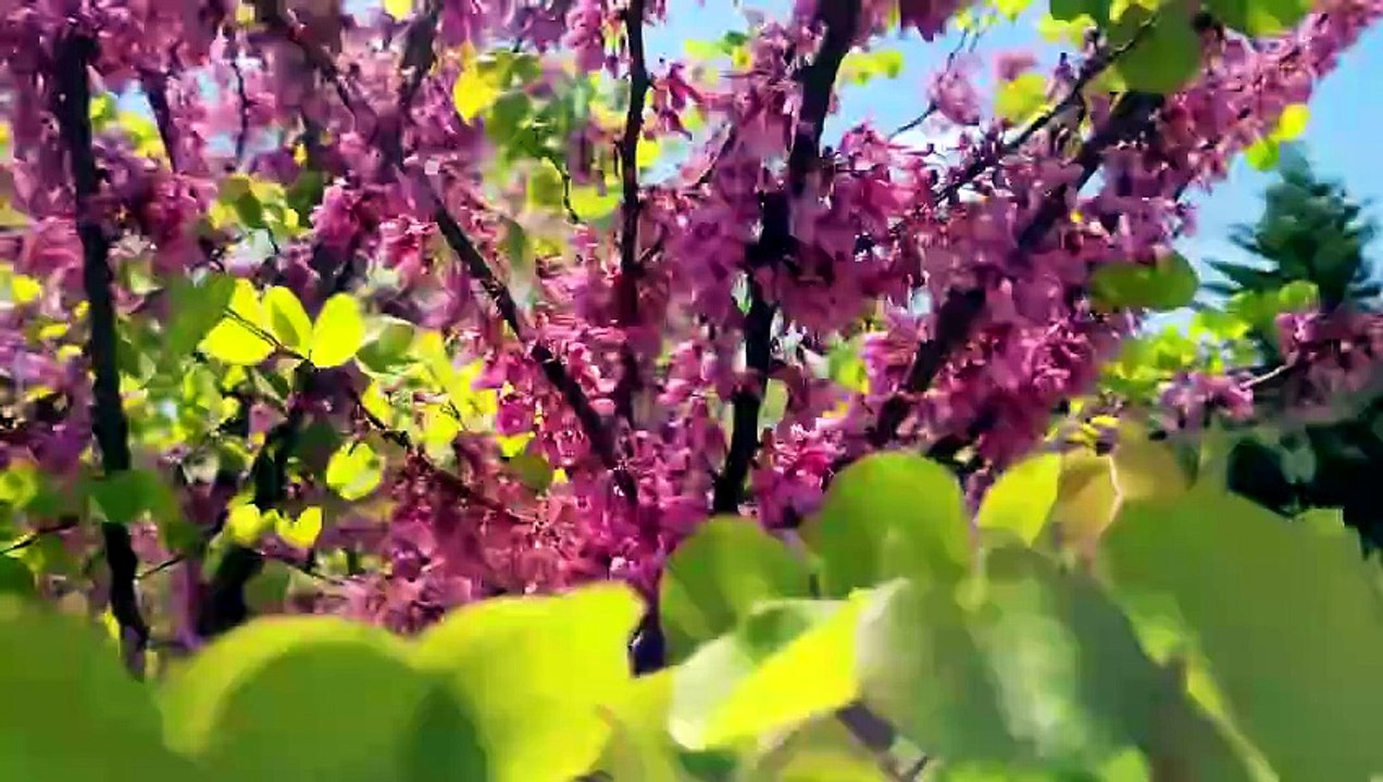 İLKBAHARDA RENKLER-TÜRKÇE