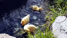 🐥💛 مش هتقدر تمنع نفسك من الابتسامة صغار البط اللطيف